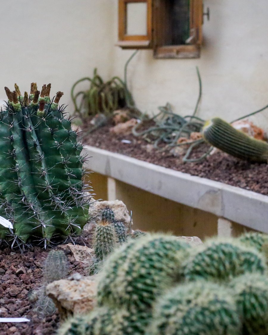 Detalle de una lámina de Hortus Botanicus: los patrones matemáticos en las espinas del Echinocactus