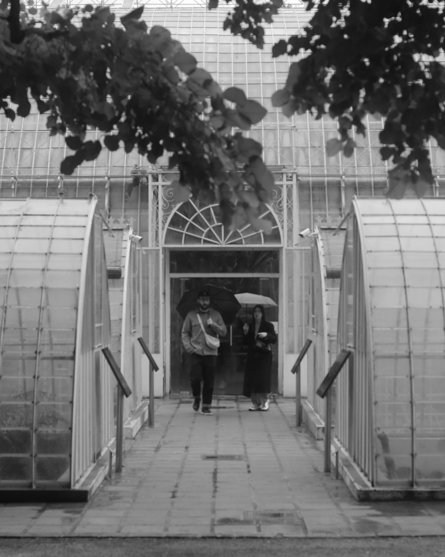 Lámina del archivo de Hortus Botanicus: la atmósfera de los invernaderos del Jardín Botánico de Valencia